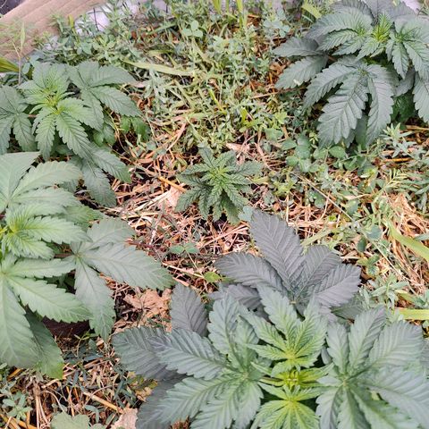 XLVR? #1 growlog timeline photo