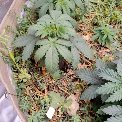 XLVR? #1 growlog timeline photo