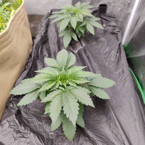 XLVR? #1 growlog timeline photo
