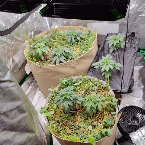 XLVR? #1 growlog timeline photo
