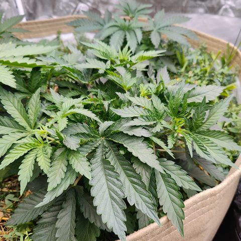 XLVR? #1 growlog timeline photo