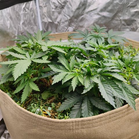 XLVR? #1 growlog timeline photo