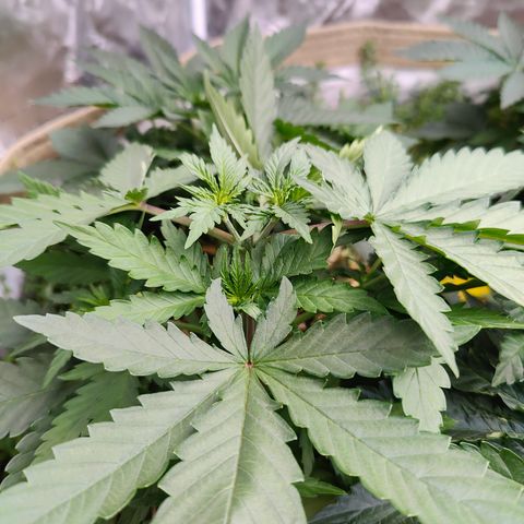XLVR? #1 growlog timeline photo