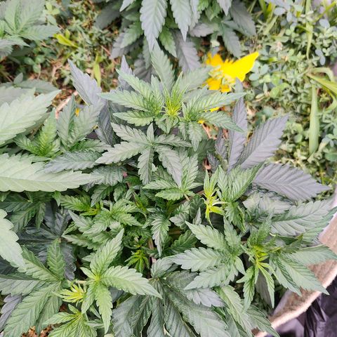 XLVR? #1 growlog timeline photo