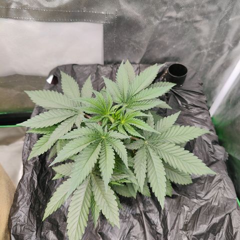 XLVR? #1 growlog timeline photo