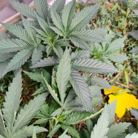 XLVR? #1 growlog timeline photo