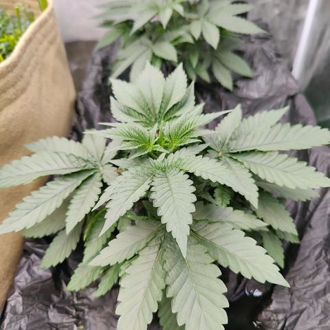 XLVR? #1 growlog timeline photo