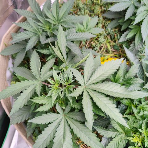 XLVR? #1 growlog timeline photo