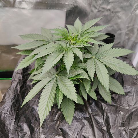 XLVR? #1 growlog timeline photo