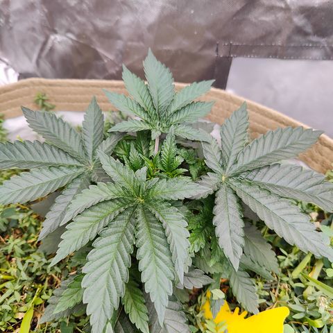 XLVR? #1 growlog timeline photo