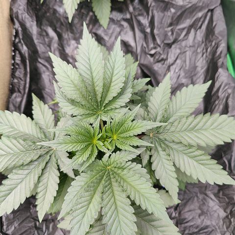 XLVR? #1 growlog timeline photo