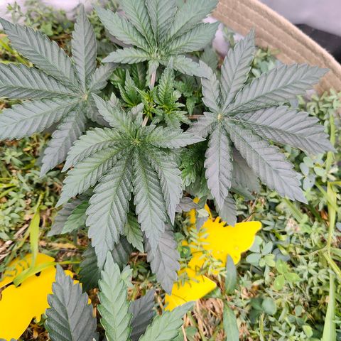 XLVR? #1 growlog timeline photo