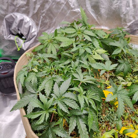 XLVR? #1 growlog timeline photo