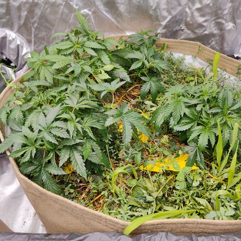XLVR? #1 growlog timeline photo