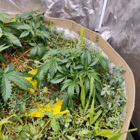 XLVR? #1 growlog timeline photo