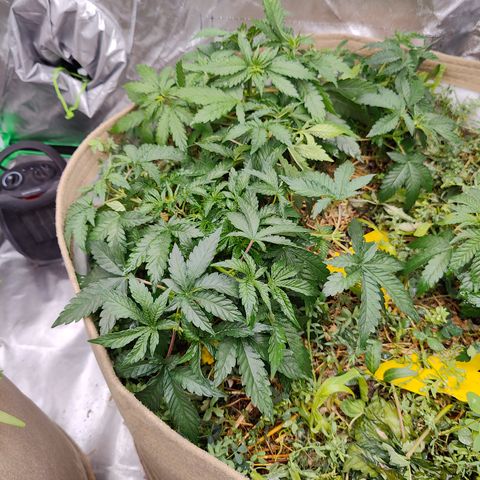 XLVR? #1 growlog timeline photo