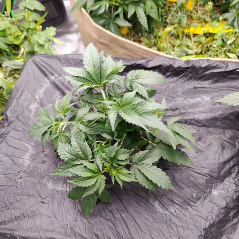 XLVR? #1 growlog timeline photo