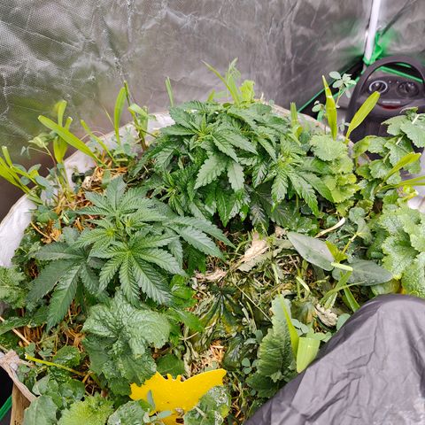 XLVR? #1 growlog timeline photo