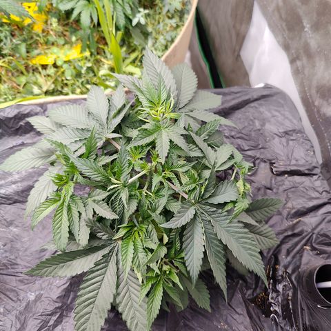 XLVR? #1 growlog timeline photo