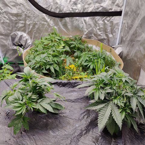 XLVR? #1 growlog timeline photo