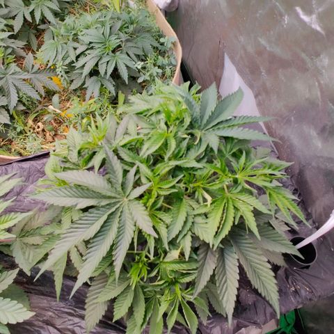 XLVR? #1 growlog timeline photo