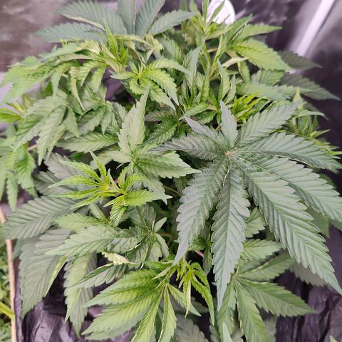 XLVR? #1 growlog timeline photo