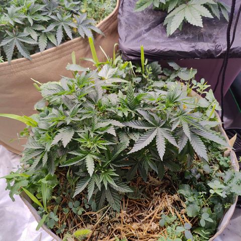 XLVR? #1 growlog timeline photo