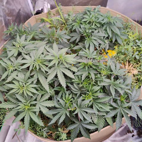 XLVR? #1 growlog timeline photo