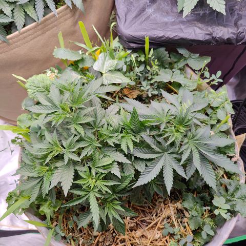 XLVR? #1 growlog timeline photo