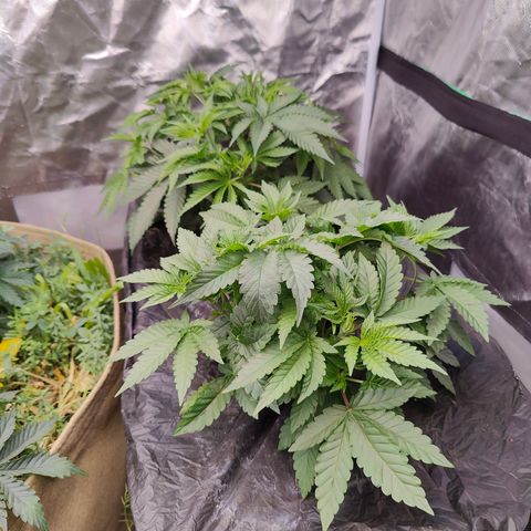 XLVR? #1 growlog timeline photo