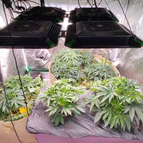 XLVR? #1 growlog timeline photo