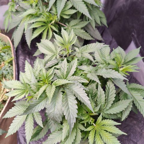 XLVR? #1 growlog timeline photo