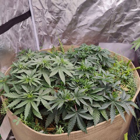 XLVR? #1 growlog timeline photo
