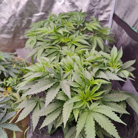 XLVR? #1 growlog timeline photo