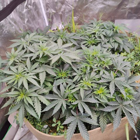XLVR? #1 growlog timeline photo