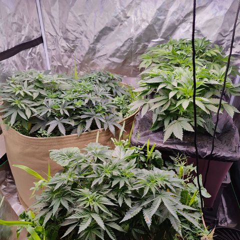XLVR? #1 growlog timeline photo