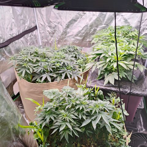 XLVR? #1 growlog timeline photo