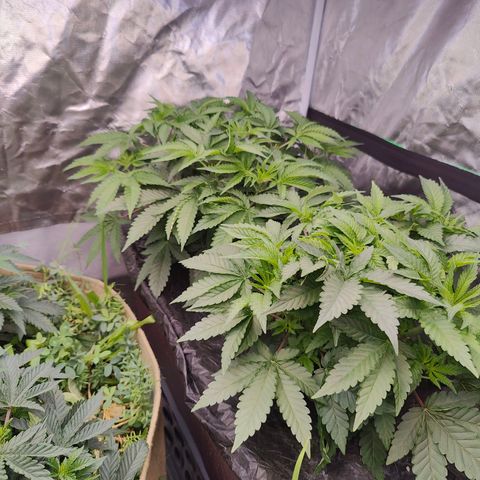 XLVR? #1 growlog timeline photo