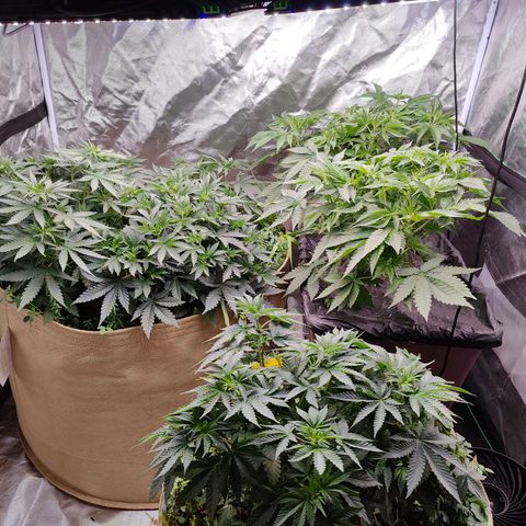 XLVR? #1 growlog timeline photo