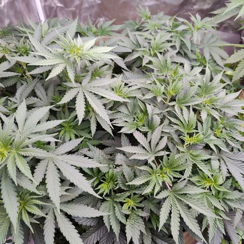 XLVR? #1 growlog timeline photo