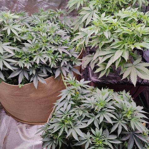 XLVR? #1 growlog timeline photo