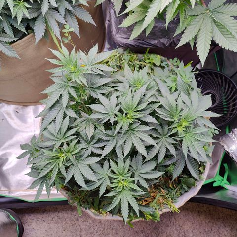XLVR? #1 growlog timeline photo