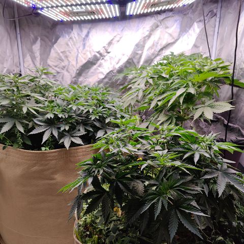 XLVR? #1 growlog timeline photo