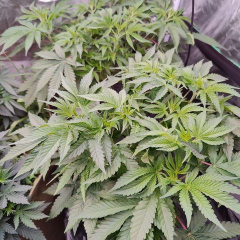 XLVR? #1 growlog timeline photo