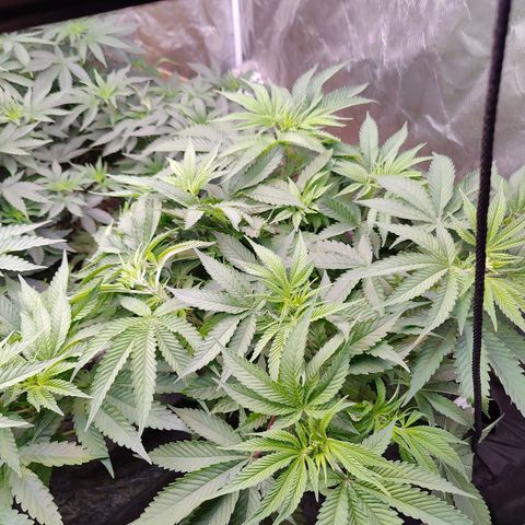 XLVR? #1 growlog timeline photo
