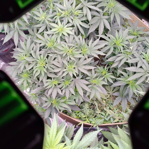 XLVR? #1 growlog timeline photo
