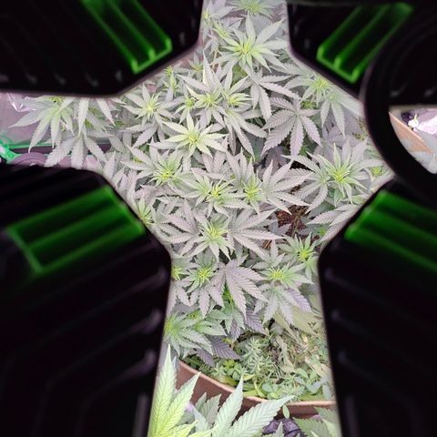 XLVR? #1 growlog timeline photo