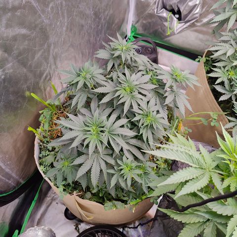XLVR? #1 growlog timeline photo