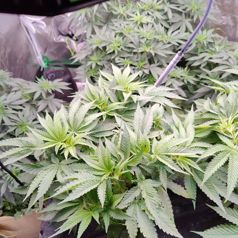XLVR? #1 growlog timeline photo