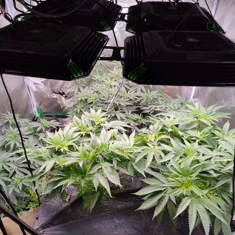 XLVR? #1 growlog timeline photo